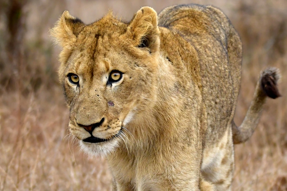 10 Amazing Lion Facts